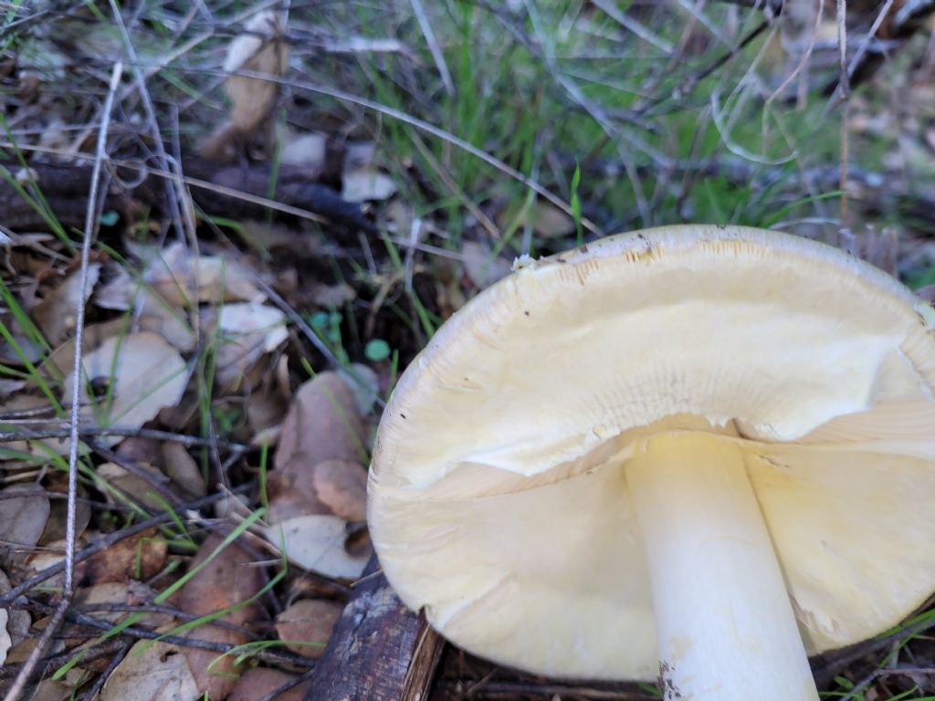 Amanita?